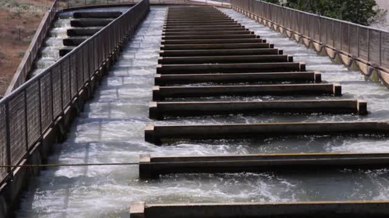 Researchers have offered ways to save salmon runs for decades. Will new leaders listen?