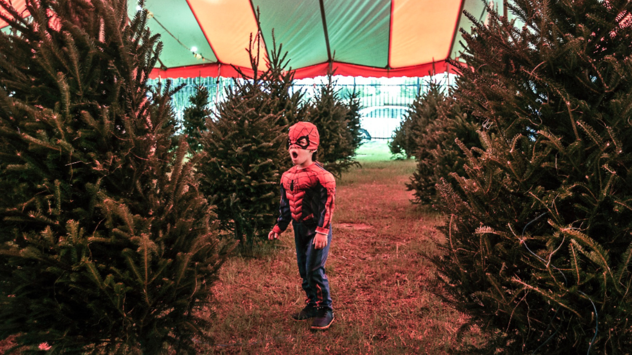 Four tips on buying the perfect, long-lasting Christmas tree