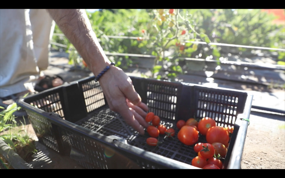 A farm on Fairview Avenue? Why State & Lemp, Camel’s Crossing restaurants started one