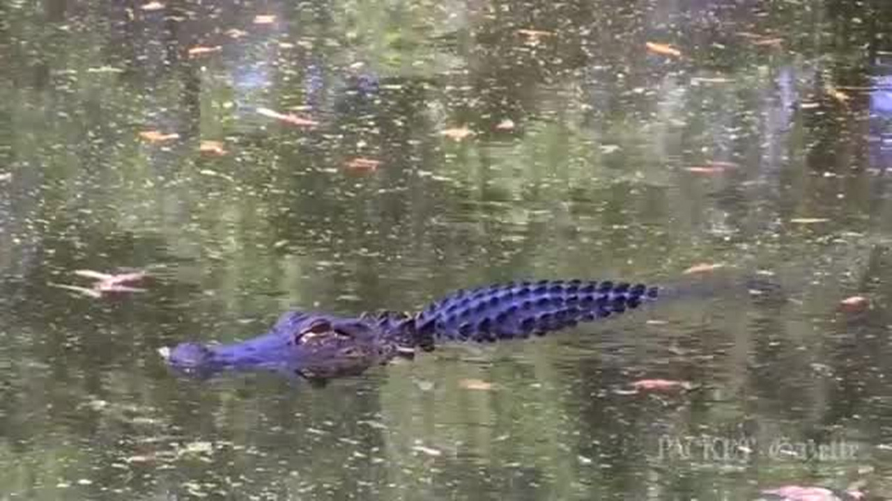 How an 85-pound husky was killed by alligator on Hilton Head Island