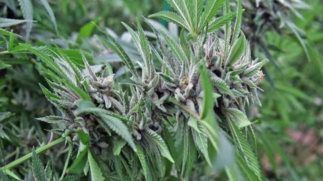 Tallahassee should fulfill voters’ wishes on medical marijuana, influencers say