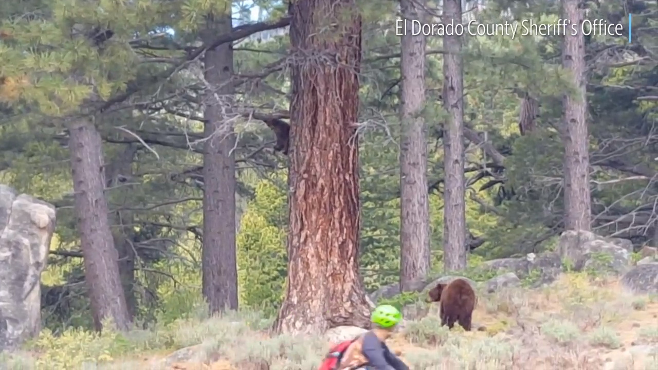 Bear, cub roam awfully close to cyclists on this South Lake Tahoe bike trail