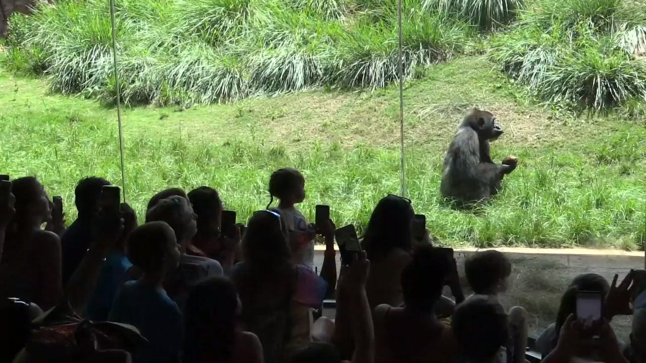 Riverbanks reveals sex of baby gorilla, announces upcoming arrival of another one