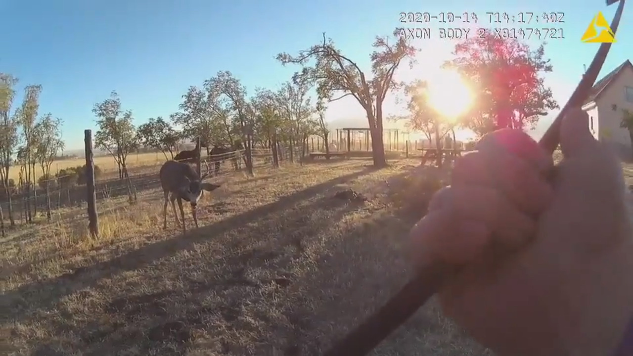 Deer charges at officer who helped free it from hammock in Utah