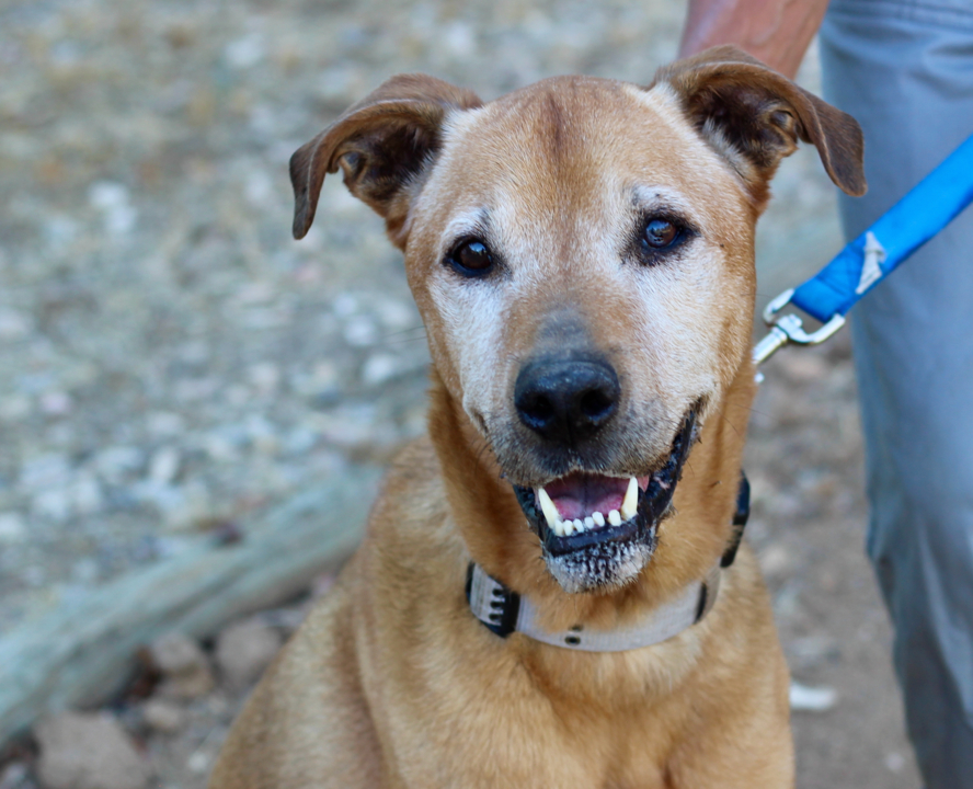 Pet Tales: Bruno the sweet senior dog needs a new home