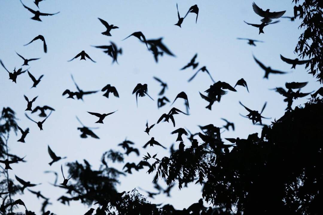 Watch 10,000 purple martins roost