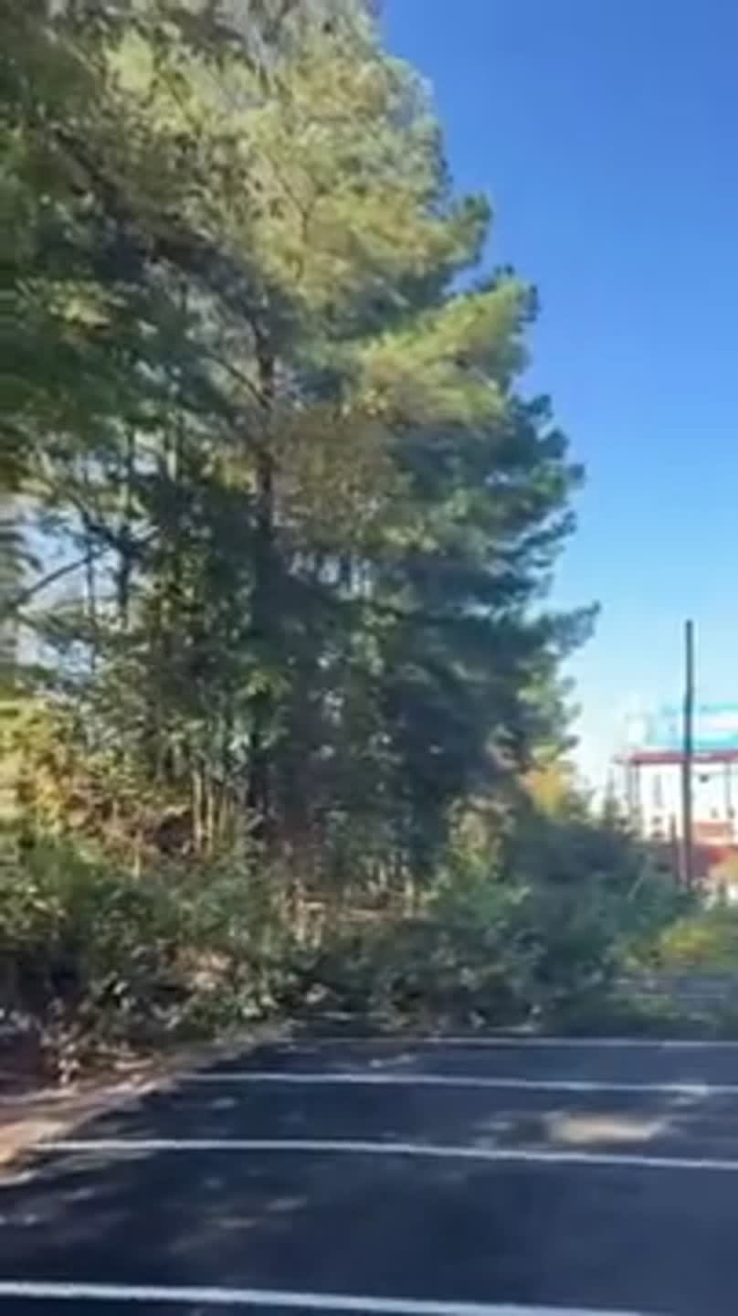 See before and after trees are taken down along Independence Blvd./Plaza Midwood (Video)