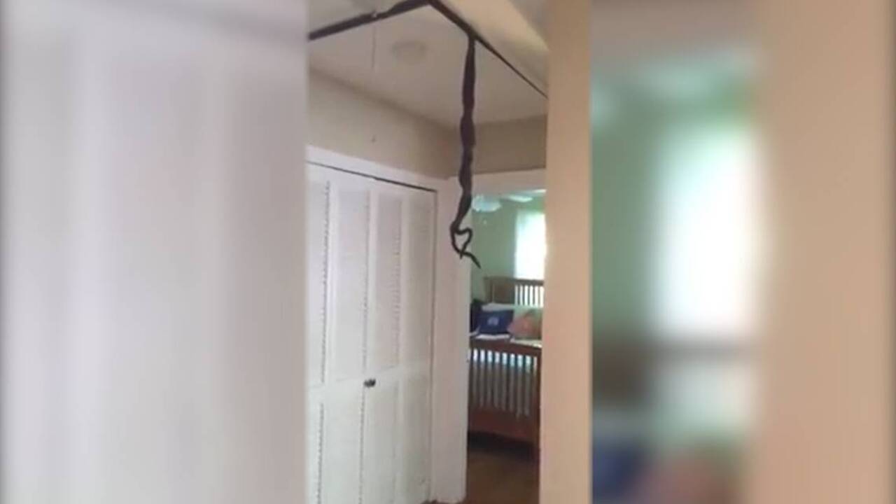 Man finds two snakes dangling from the ceiling