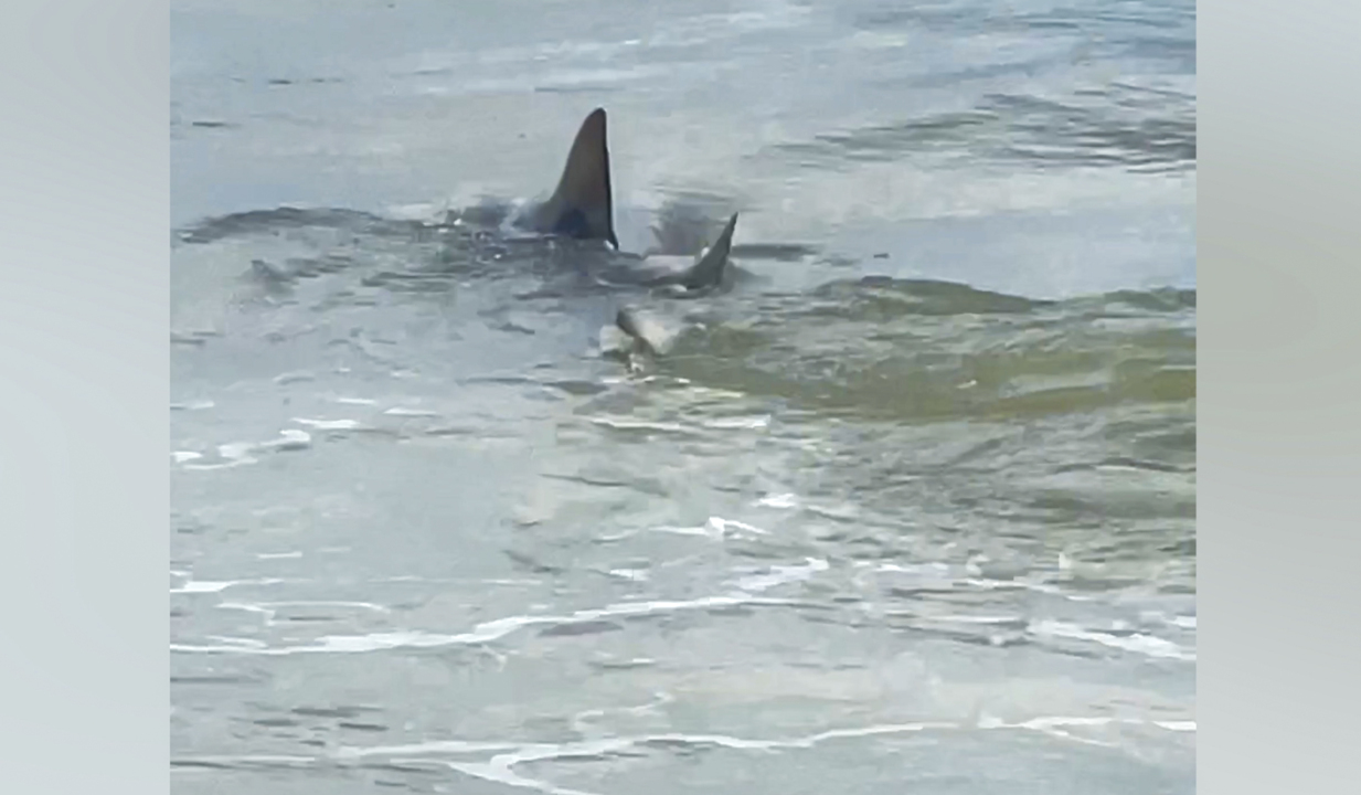 Video shows shark swimming feet from Hilton Head’s beach