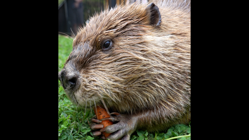 Meet Wichita's celebrity beaver