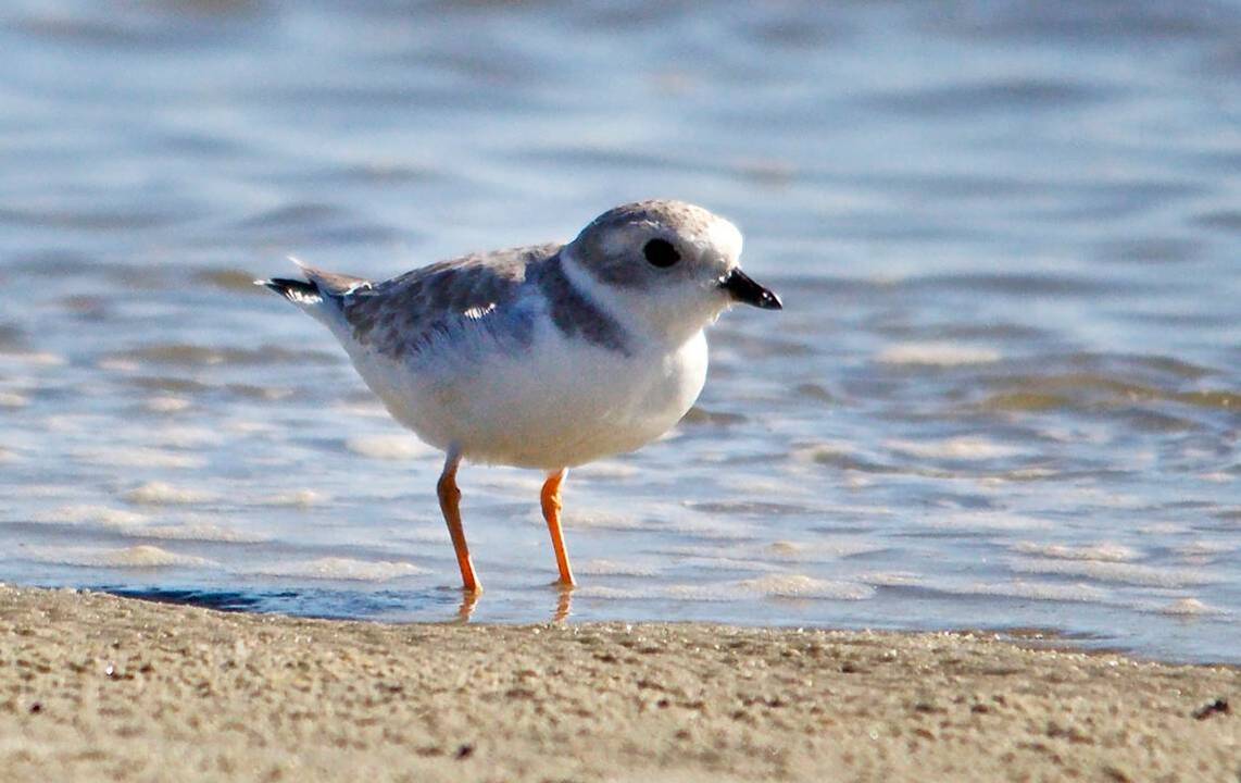 Every winter, these endangered birds make their home on Hilton Head