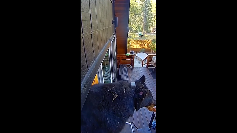 See big, hungry bear break into Lake Tahoe home, exit with brioche buns