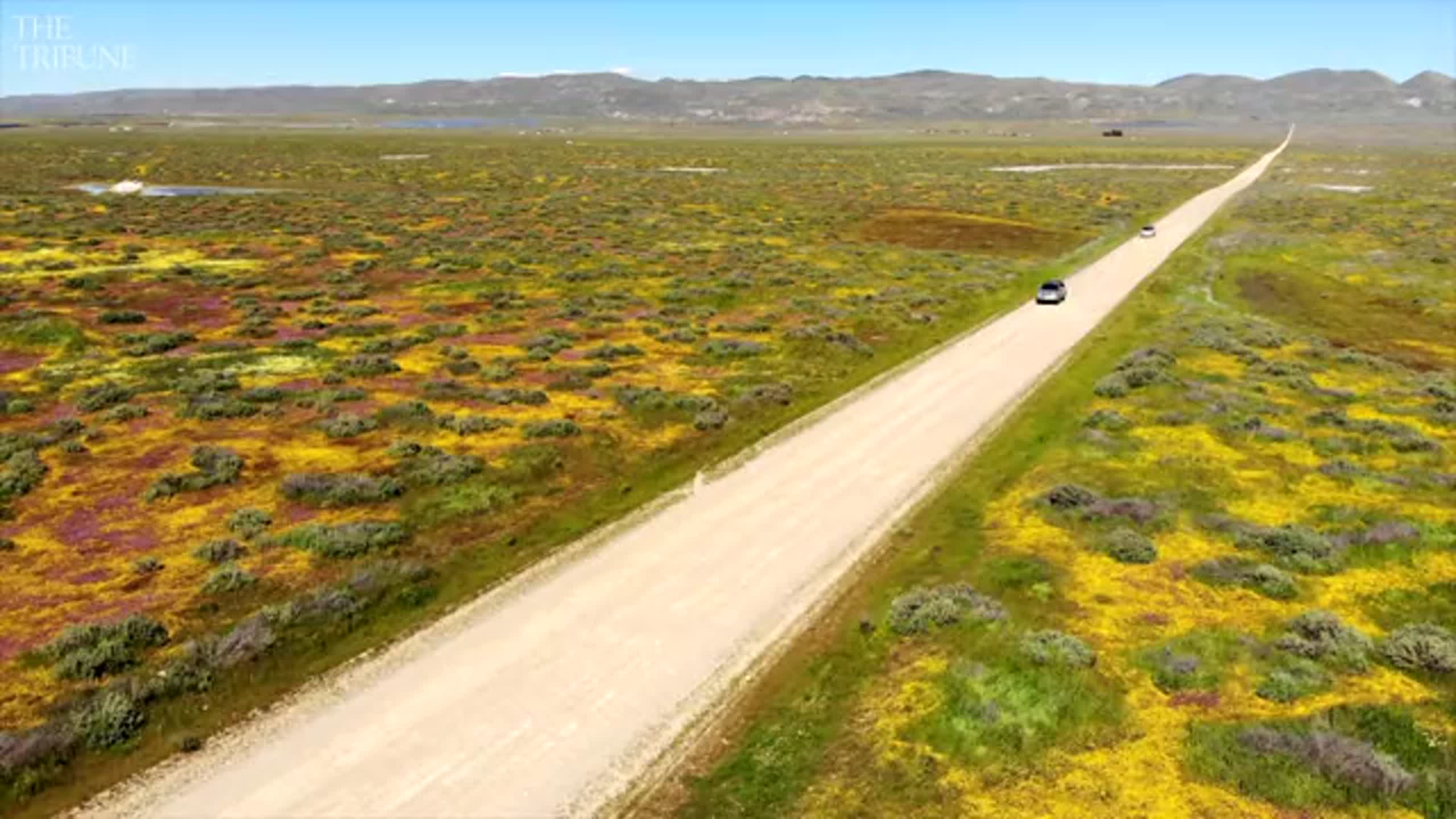 See Drone video of wildflowers near Highway 58 and on trails in the Carrizo Plain