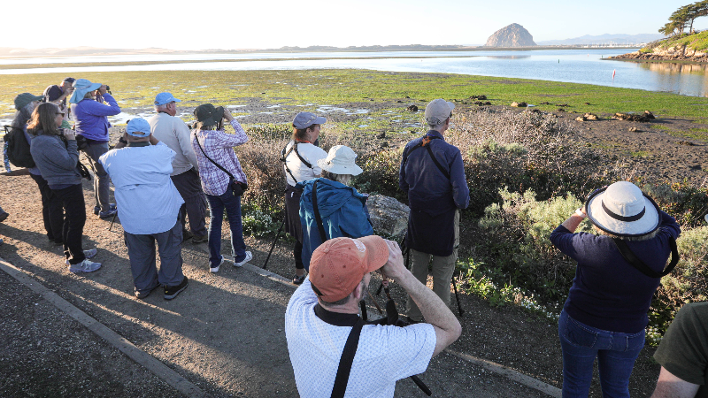Advice for successful birding from a Morro Bay Bird Festival leader
