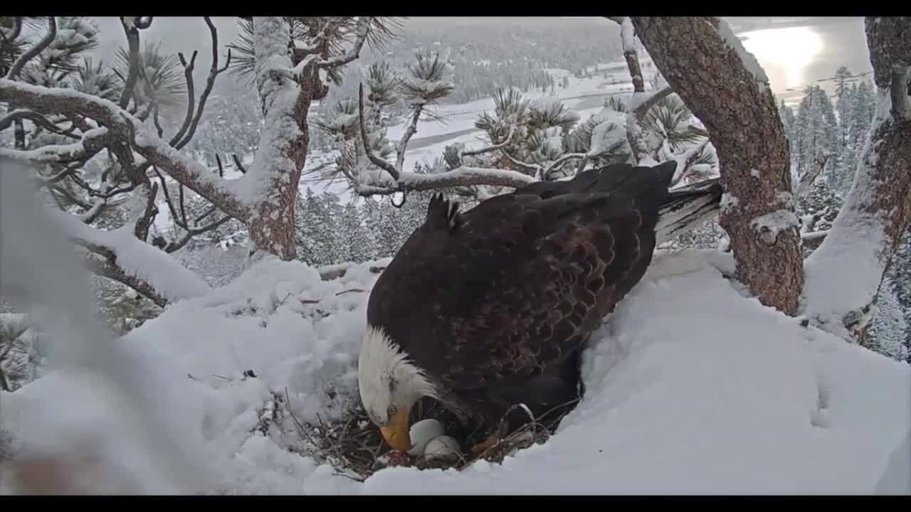 Watch bald eagle mother care for eggs in Southern California