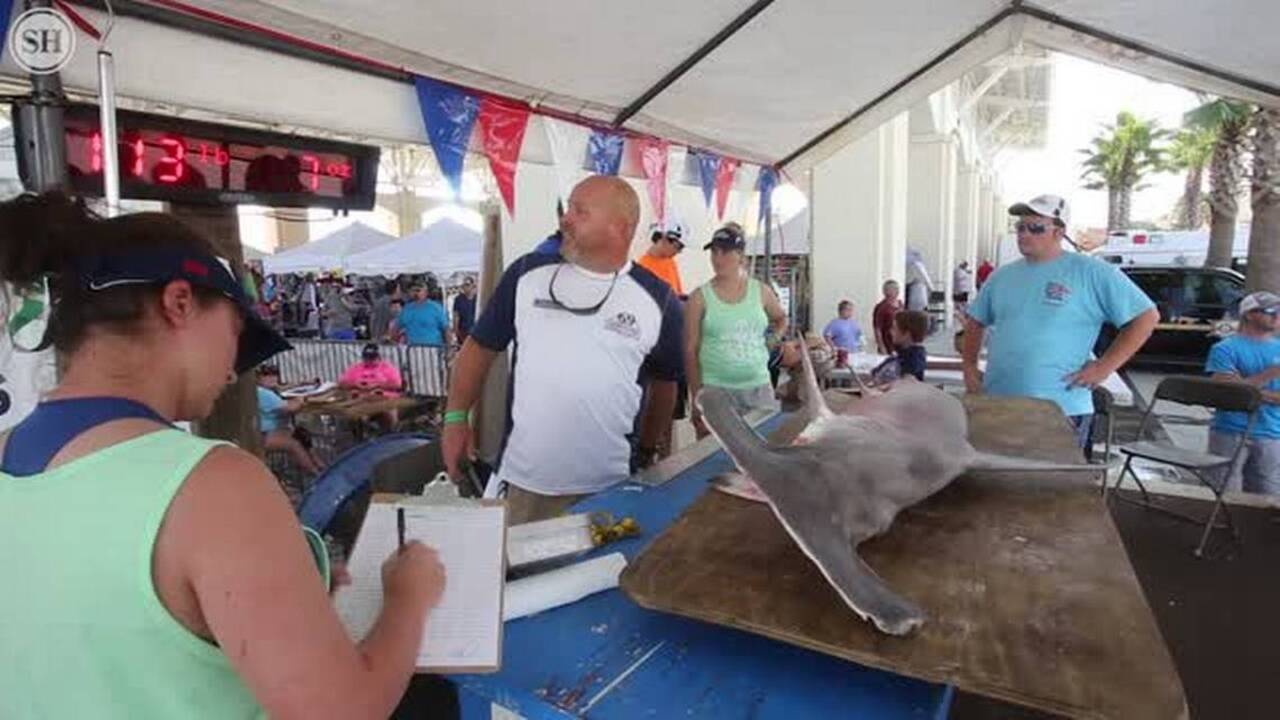 Hammerhead shark arrives at the scales
