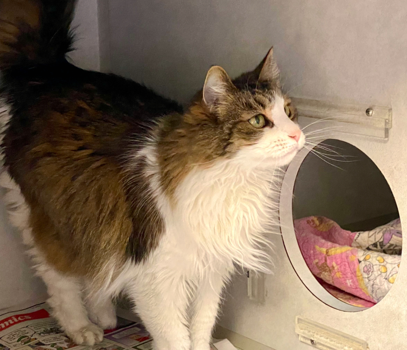 Pet Tales: Meet Twinkie the gentle couch potato cat