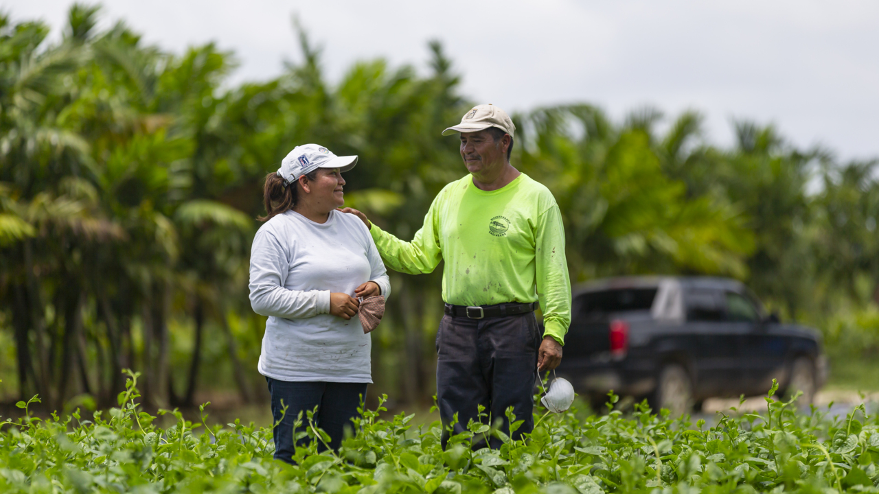 South Florida farmers fear another loss of crop but continue to plant ‘little by little’