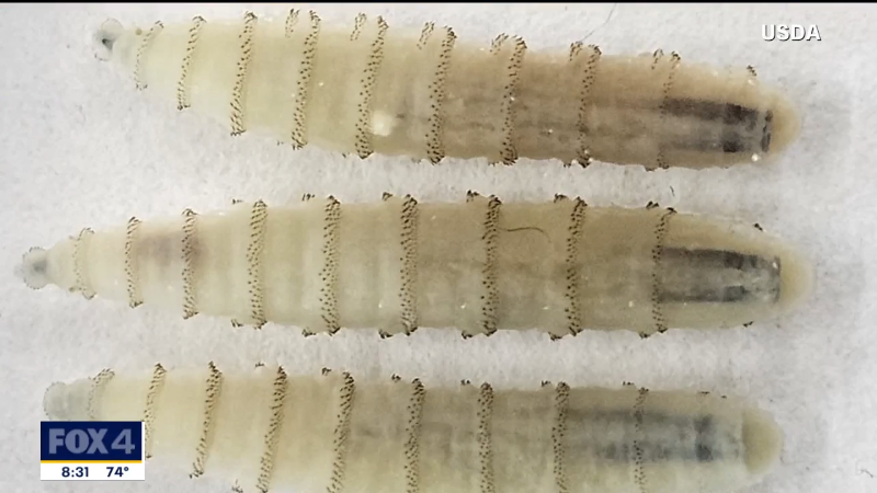 US officials confirm first case of screwworm in Texas