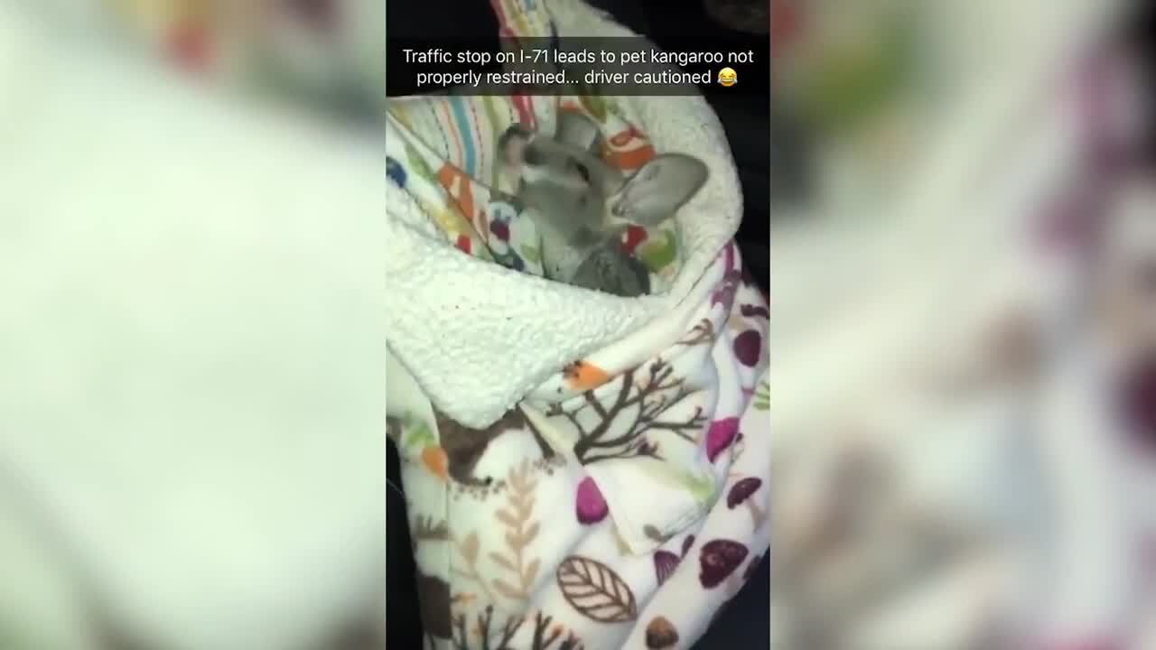 Ohio Police discover baby kangaroo in driver’s car