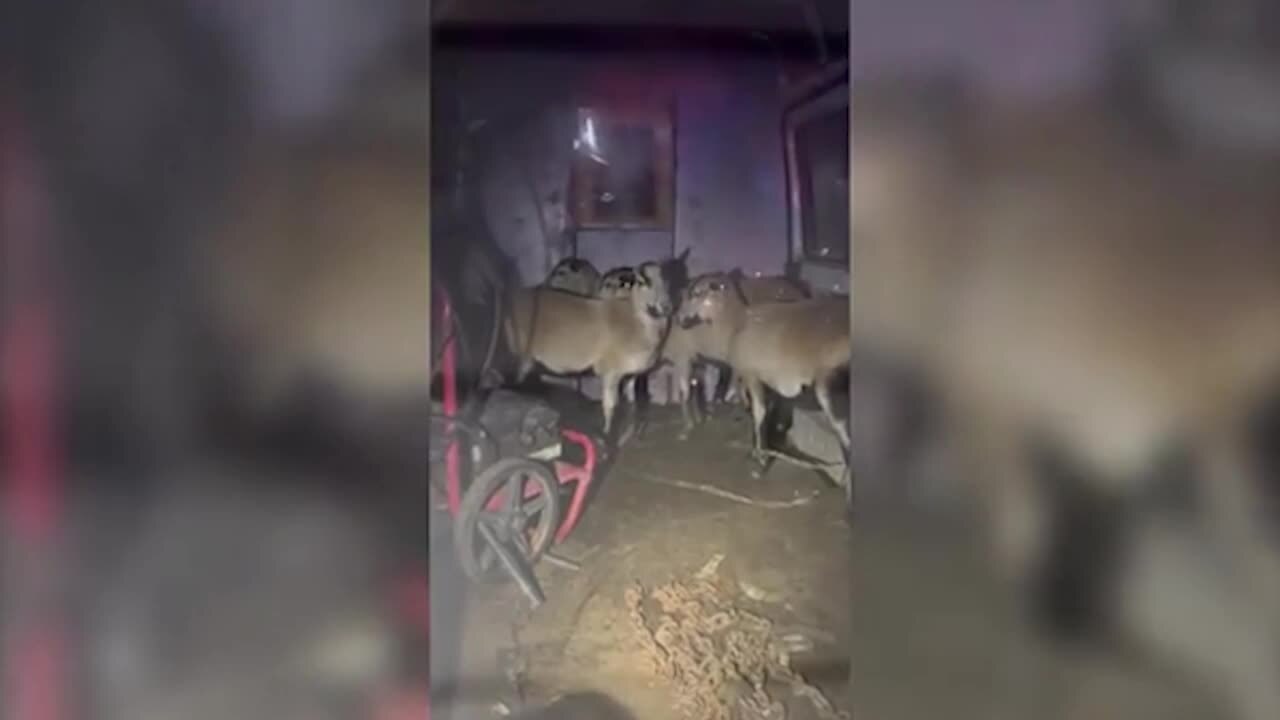 Watch: Stolen trailer full of sheep recovered in Georgia