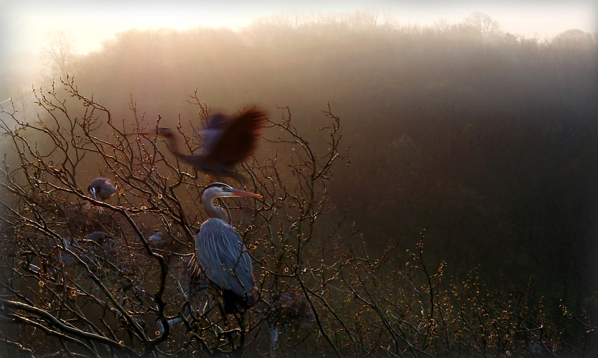 Beauty in time of turmoil: Treetop view of a siege of great blue herons nesting in rural JoCo