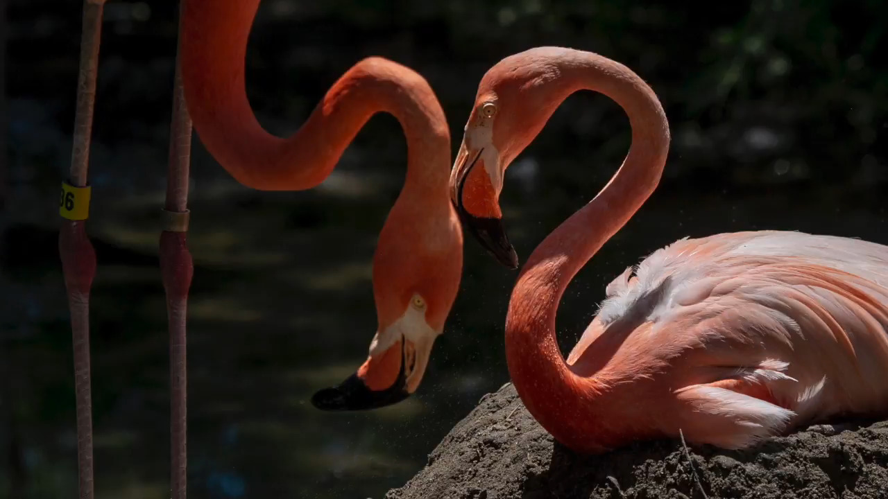 See the Sacramento Zoo flamingos show off their colors