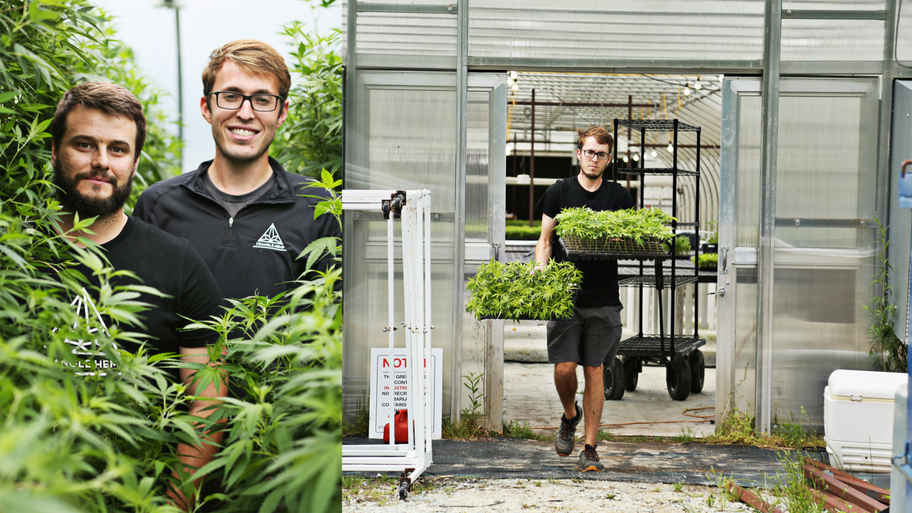 A nursery in RTP clones hemp plants that thrive on NC land where tobacco once grew