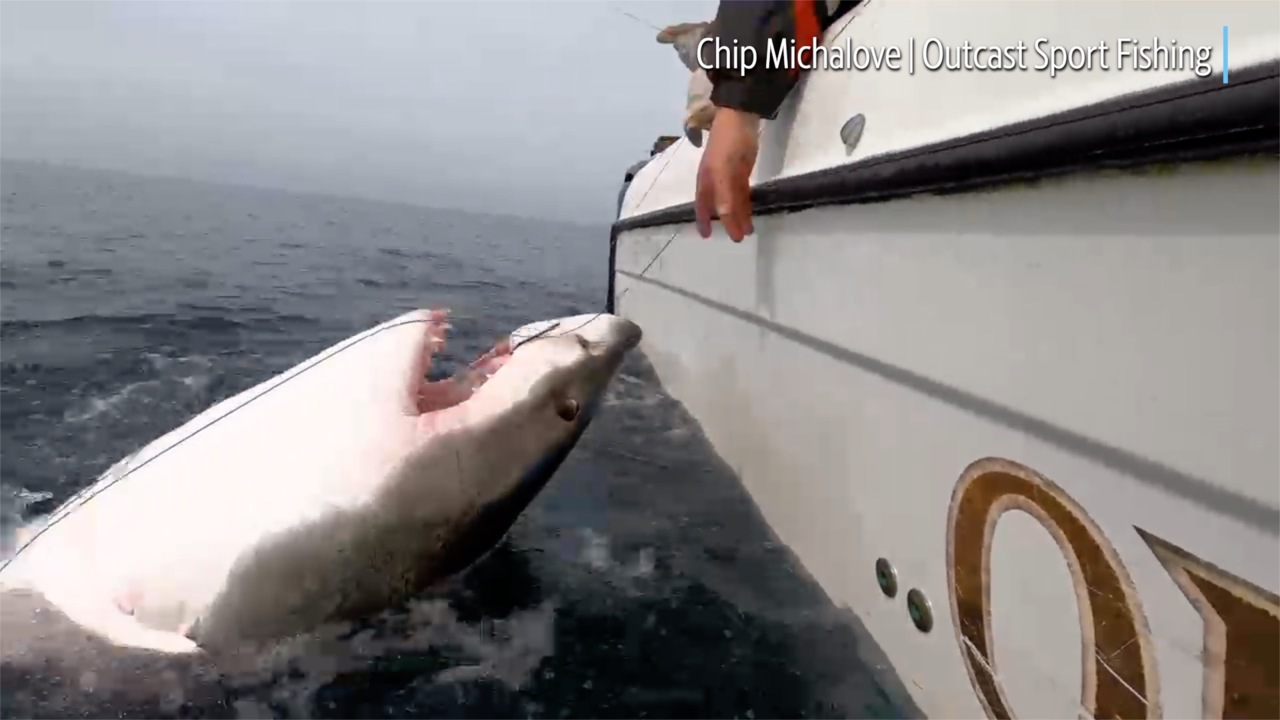 Massive 12-foot-long great white hooked off Hilton Head Island