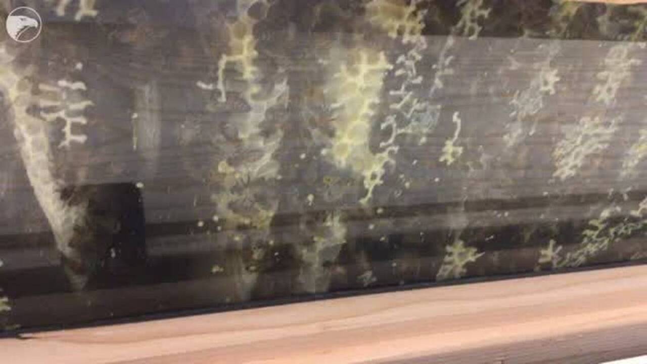 Errant pesticide doomed this Wichita school’s beehive — and it’s a lesson for us all