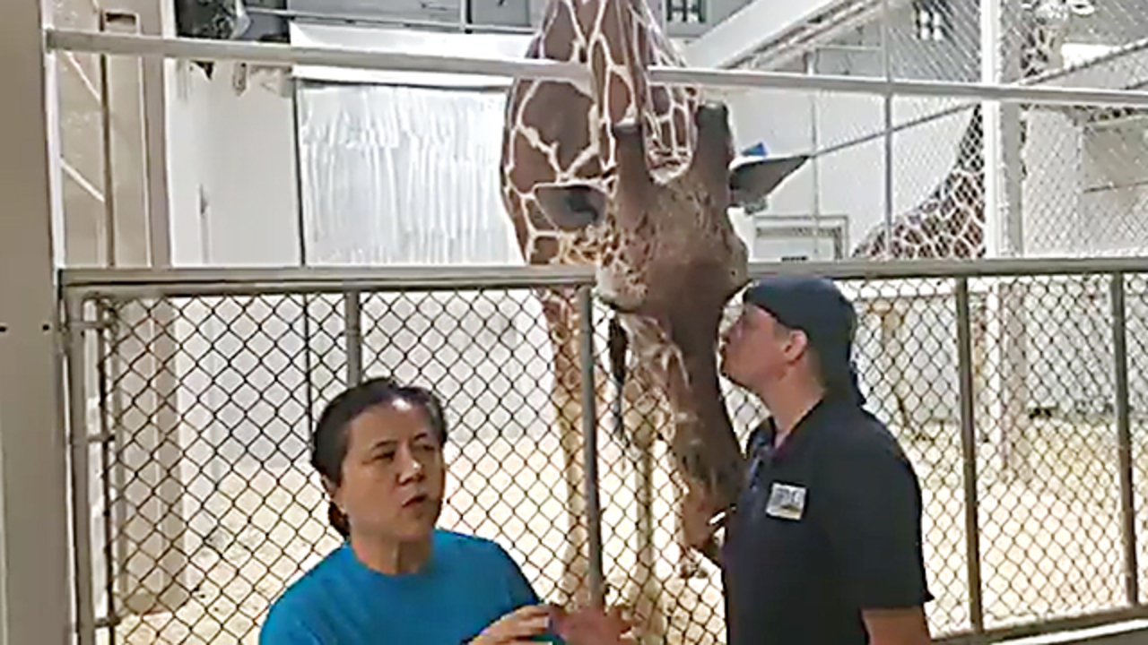 Watch Abi the giraffe as she prepares to give birth — it can happen at any moment