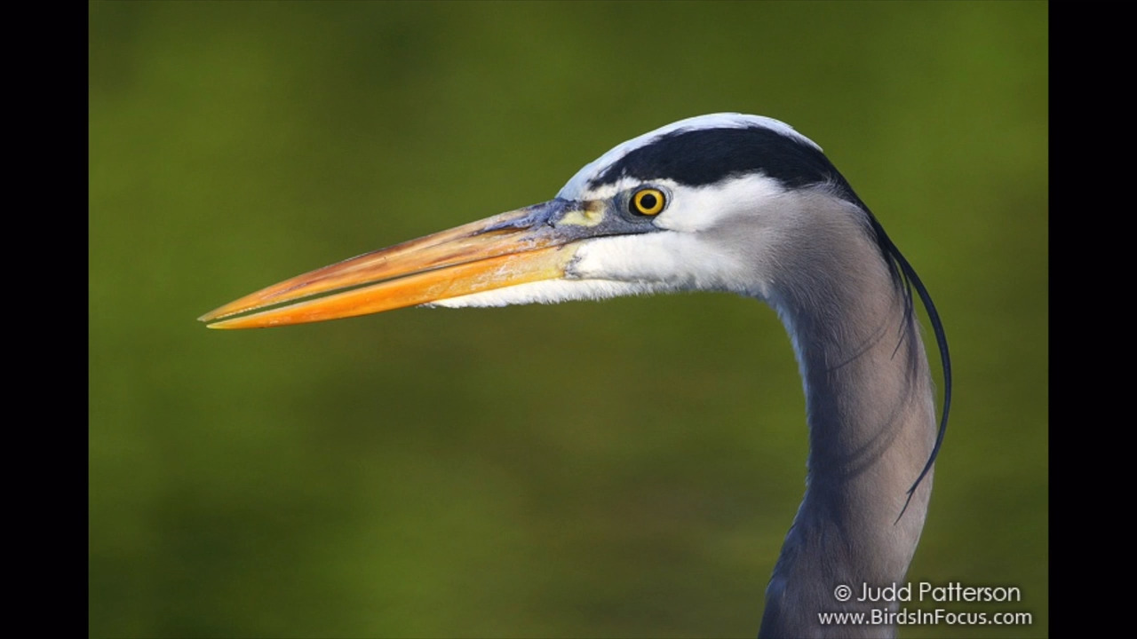 These 24 bird species are becoming more common in Kansas