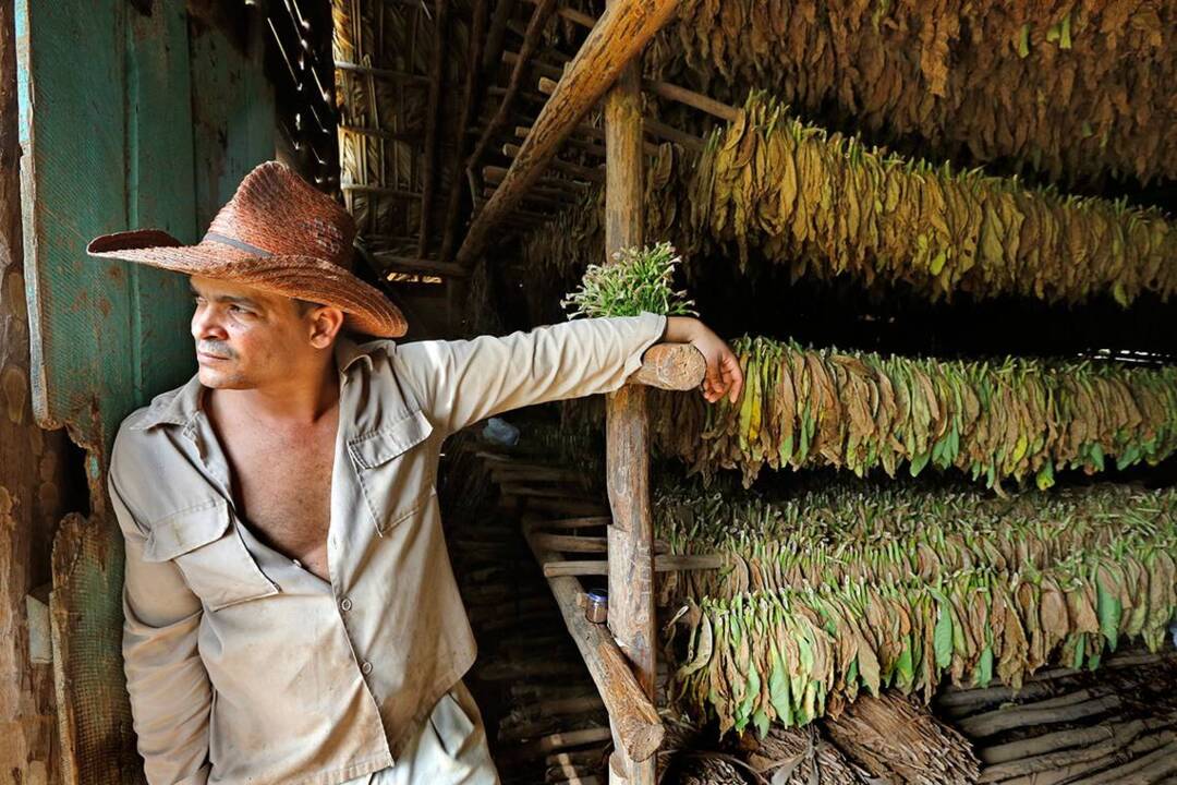 Sights and sounds of a Cuban tobacco harvest