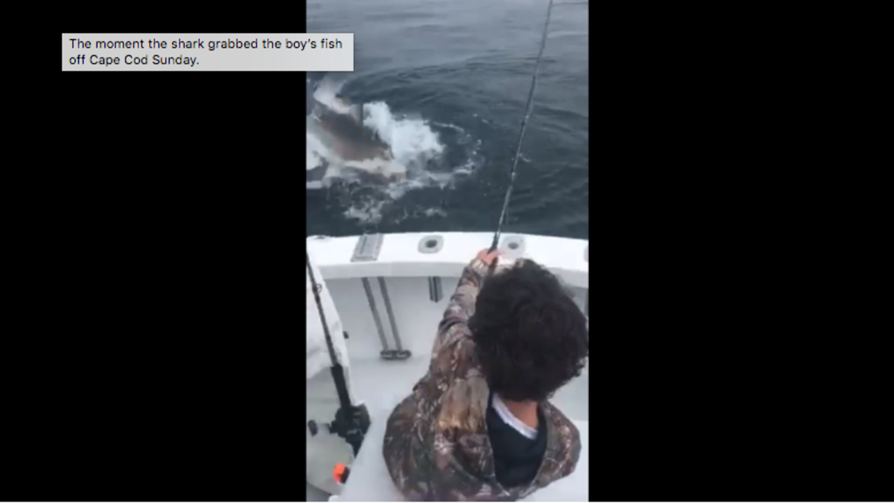 Boy’s big fishing catch is grabbed by a great white shark