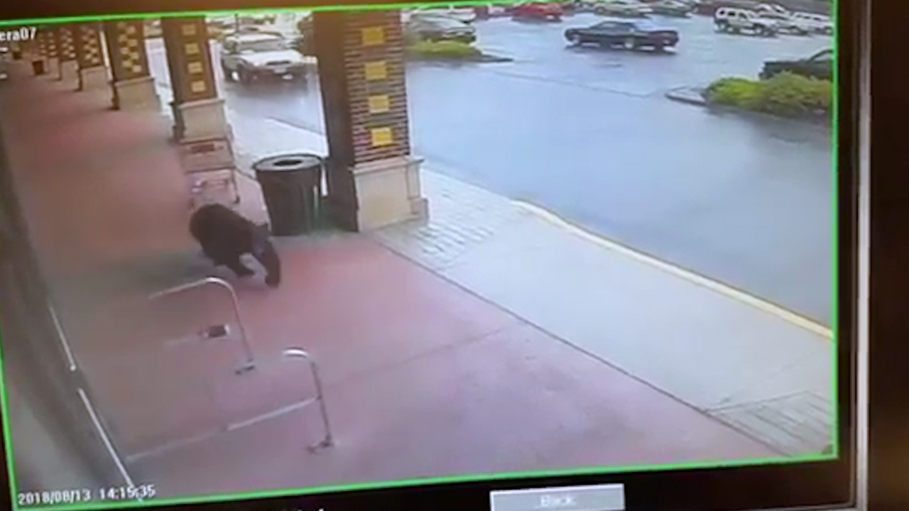 Bear tries to walk into Connecticut liquor store