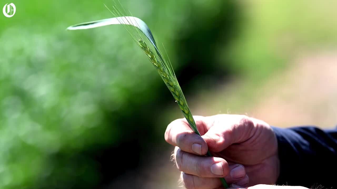 Fresh produce from SC farms is safe; buy it local, now more than ever | Opinion