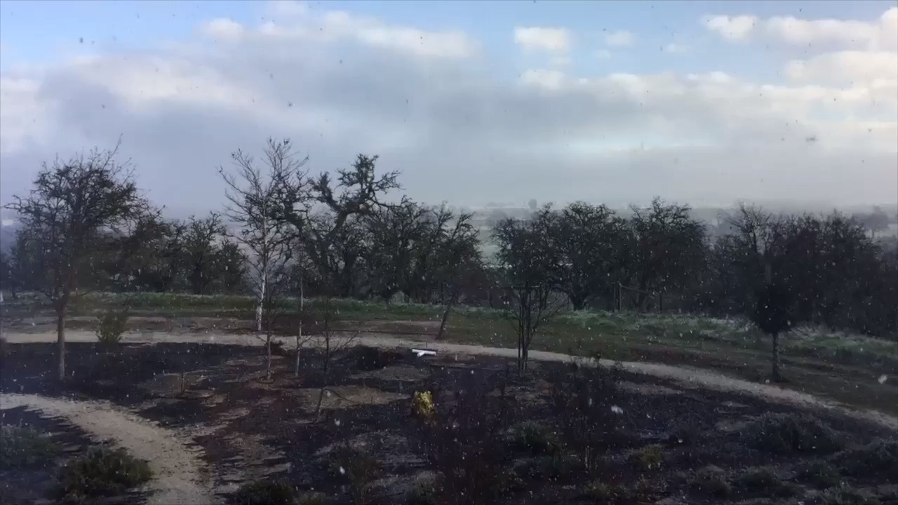 Watch rare snowfall in Paso Robles