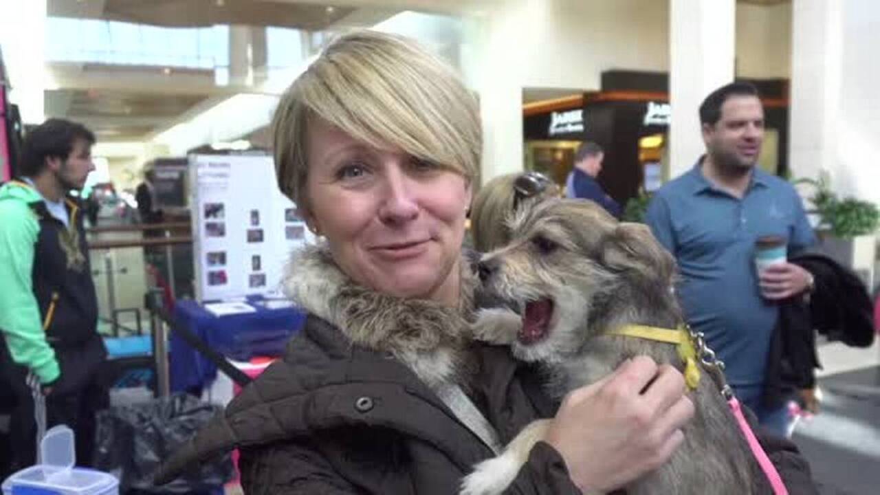 You can’t buy love. But you can adopt some puppy love at SouthPark Mall