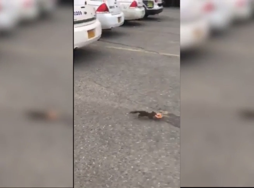 Now that’s going too far: Watch squirrel steal doughnut from cop