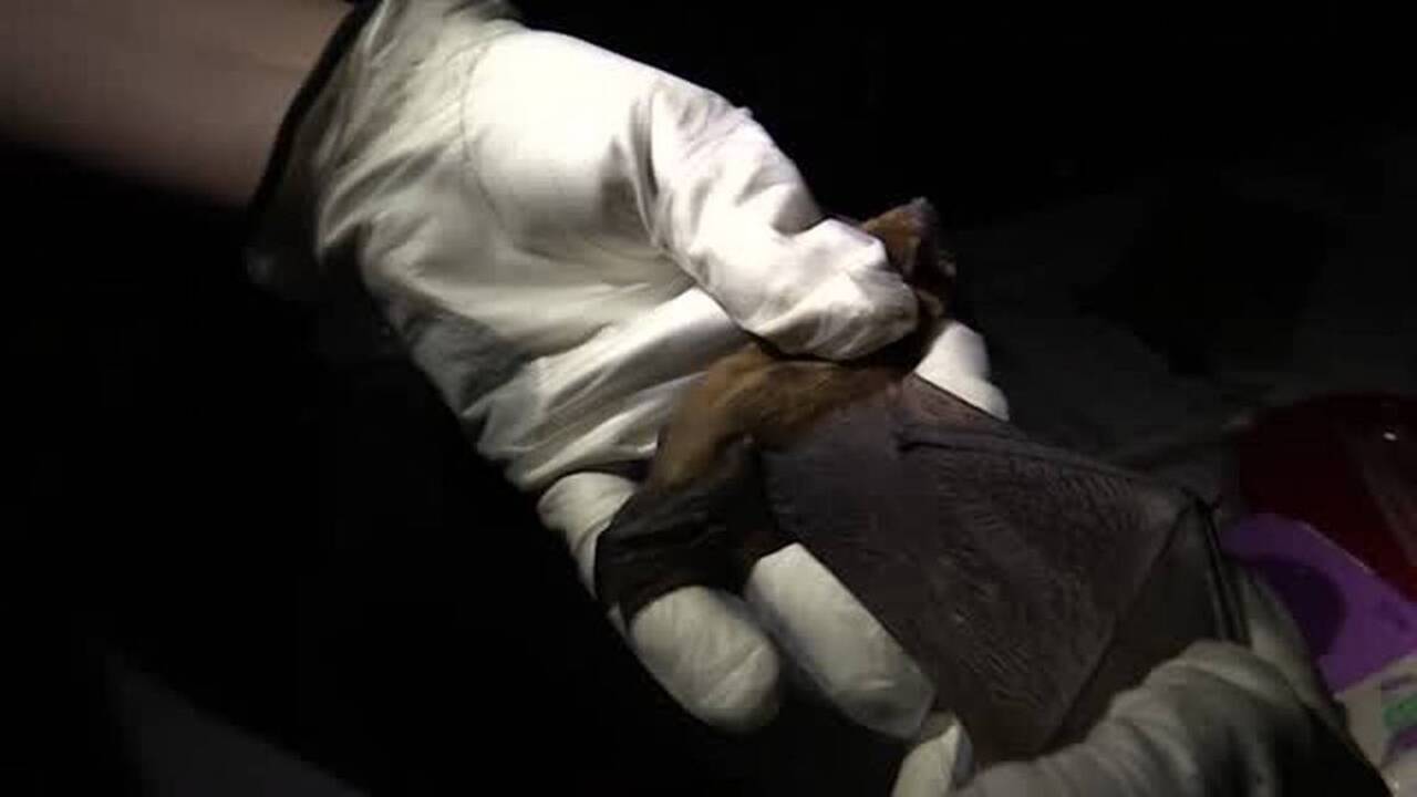 Creatures of the night: Everything you need to know about Lowcountry bats