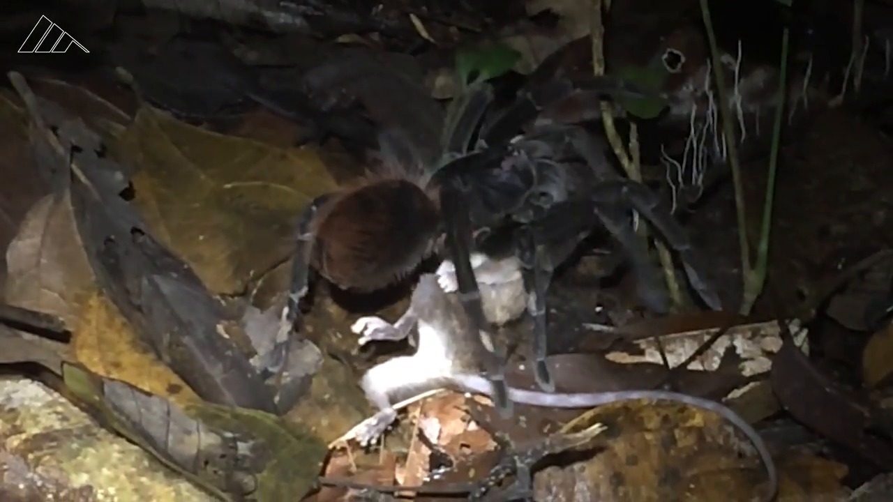 Researchers capture tarantula ‘the size of a dinner plate’ on video eating opossum