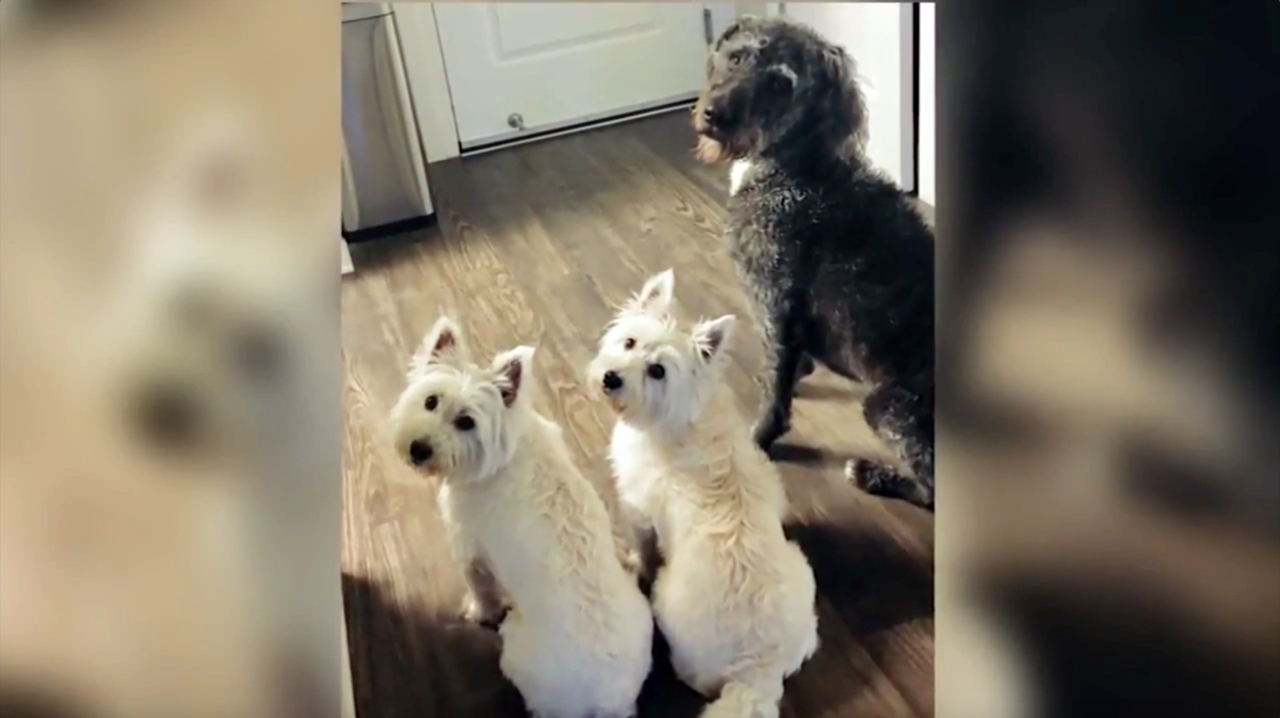 Toxic algae kills 4 dogs in North Carolina, Georgia lakes. How to keep your pets safe