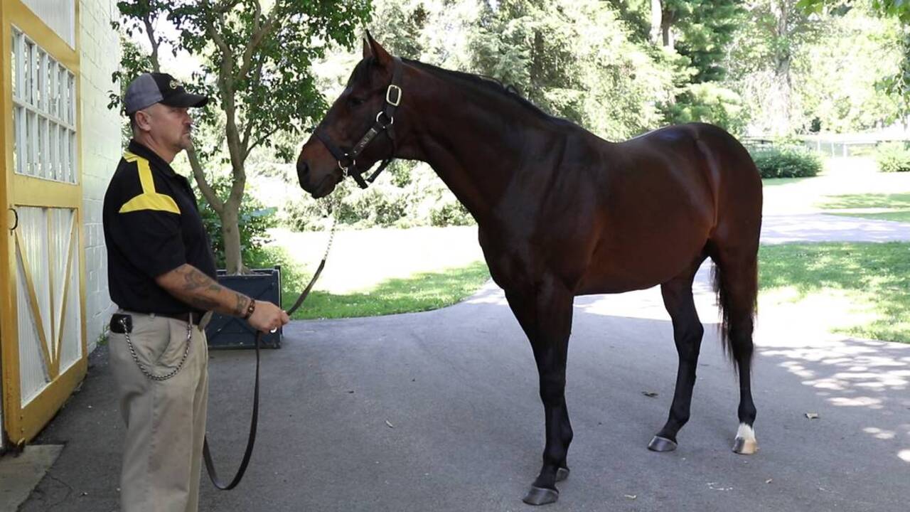 Bourbon county horse farms raise strong racehorses