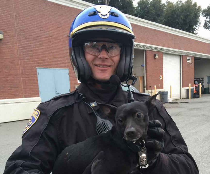 Chihuahua leads police on chase across Oakland-SF Bay Bridge