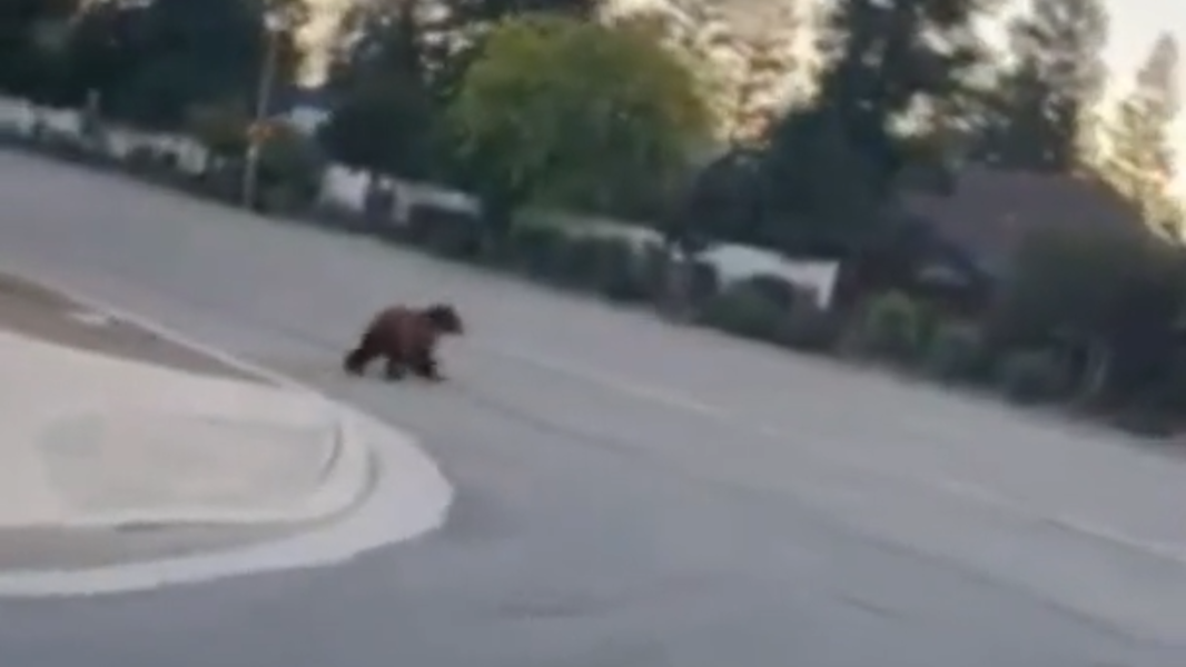 Video: Bear spotted in Fresno neighborhood, near Herndon and West avenues