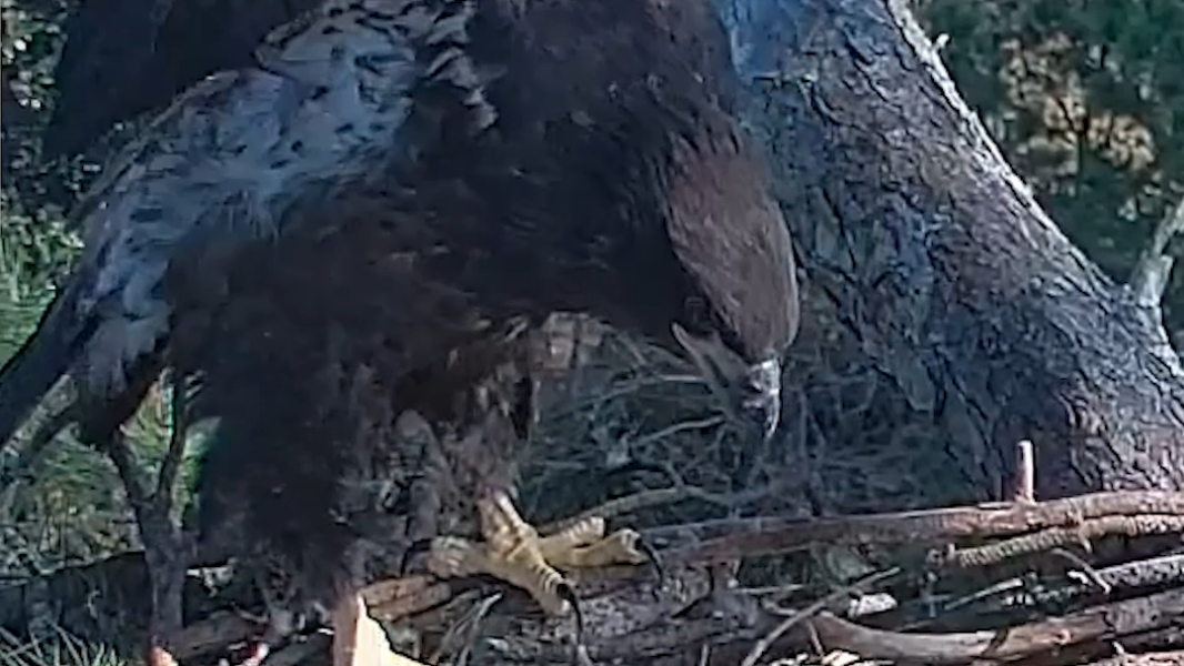 Video captures Hilton Head's eaglet flapping wings, stands on edge of nest