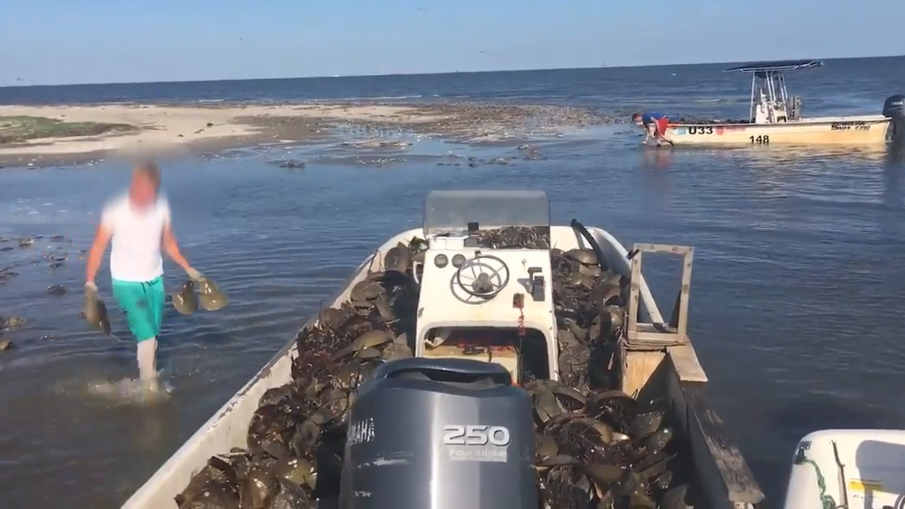 Videos show horseshoe crab harvesters appearing to violate South Carolina law, piling crabs on boats