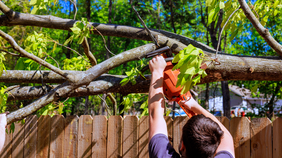 Storm of comments followed a tree removal post in Pierce Co. What are the rules?