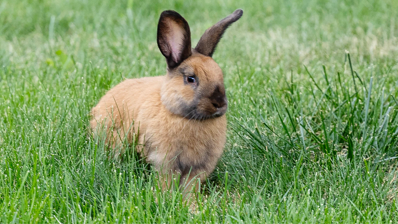 Learn about Boise's 'Bench bunnies' (Video) | Idaho Statesman
