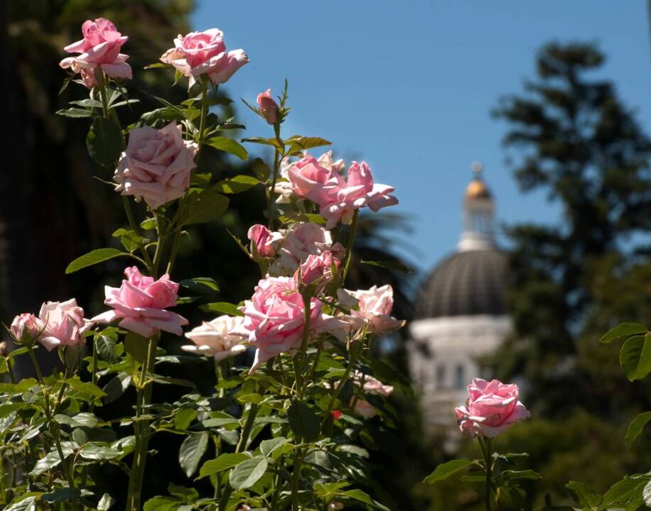 Capitol Park gets drought smart